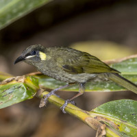 Lewin's Honeyeater